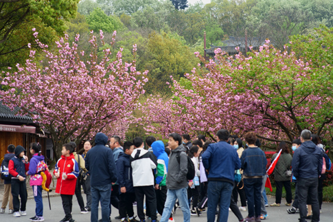 3無錫景區(qū)遊客遊園賞花(huā).jpg